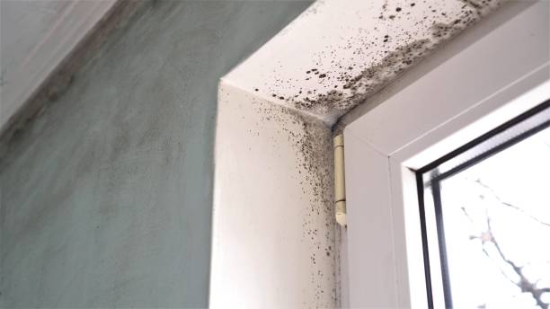 Best Attic Mold Remediation in Desnso, CA