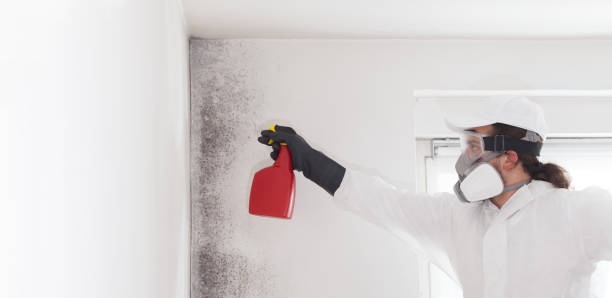 Best Mold Remediation for Specific Building Types in Desnso, CA