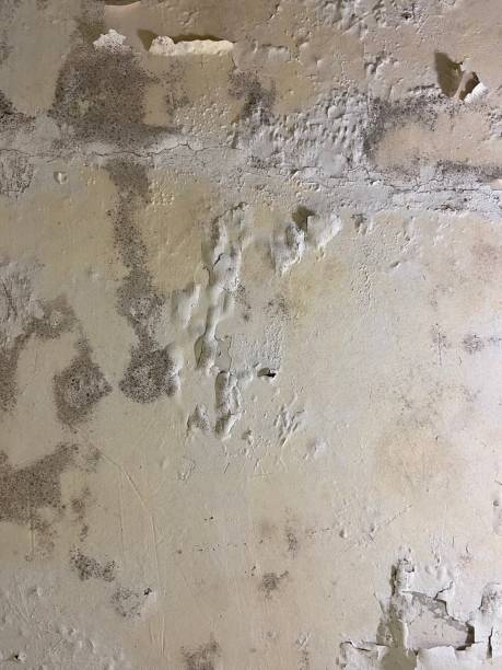 Best Bathroom Mold Remediation in Desnso, CA