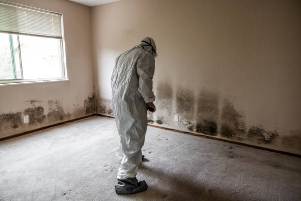 Reliable Descanso, CA Mold Remediation Solutions